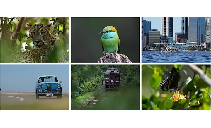 Sample photos of recognizable subjects: leopard, bird, airplane, car, train, butterfly.