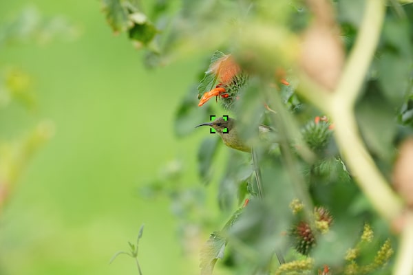 Example image of a bird seen through branches