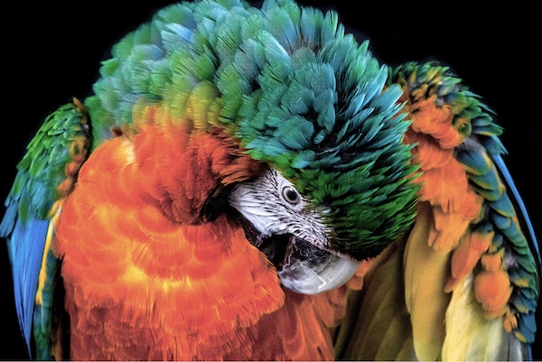 Parrot in conventional display