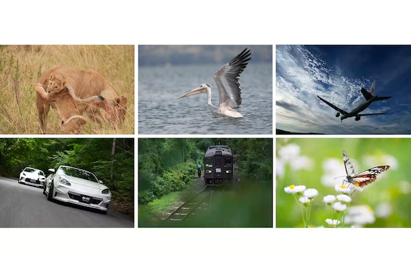 Example images of a lion, bird, airplane, car, train and butterfly