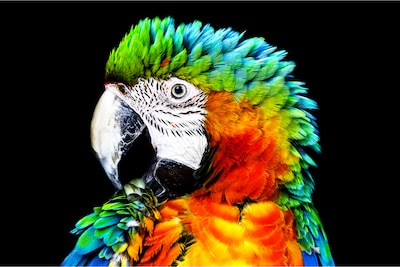 Detail of parrot on Sony OLED with Pixel Contrast Booster