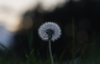 Dandelion