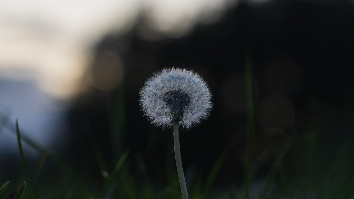 Dandelion